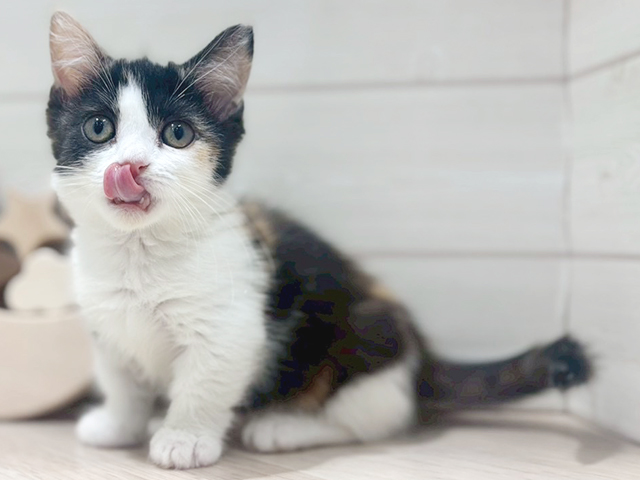大阪府のマンチカン (ペッツファースト梅田店/2025年3月7日生まれ/女の子/キャリコ)の子猫の3枚目の画像