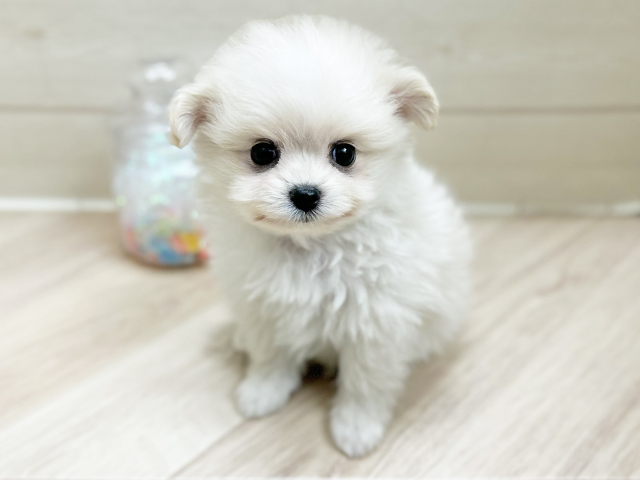 ポメプー