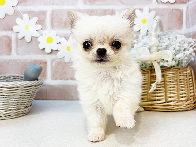 東京都のチワワ(ロング) (ペッツファーストお台場店/2025年3月10日生まれ/男の子/クリーム)の子犬