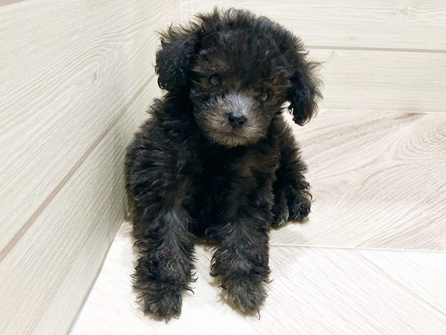 東京都のタイニープードル (ペッツファースト豊洲店/2025年3月10日生まれ/男の子/シルバー)の子犬