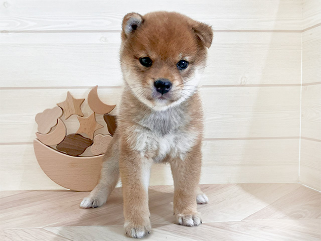 鳥取県の豆柴 (ペッツファースト日吉津店/2025年3月10日生まれ/男の子/赤)の子犬