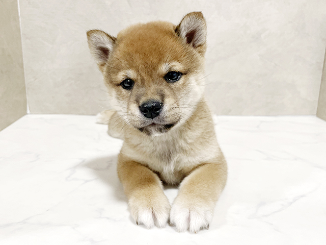 千葉県の豆柴 (ペッツファースト稲毛店/2025年3月10日生まれ/男の子/赤)の子犬