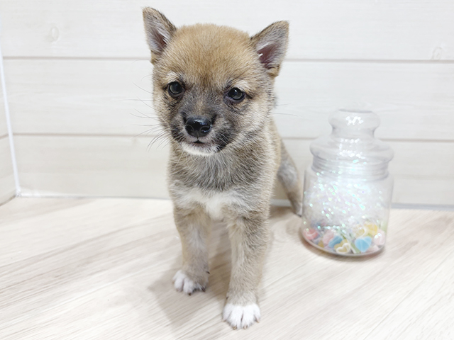 大阪府の豆柴 (ペッツファーストららぽーと門真店/2025年3月11日生まれ/男の子/赤)の子犬
