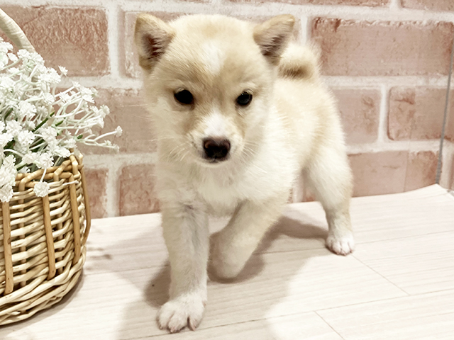 東京都の豆柴 (ペッツファースト町田店/2025年3月11日生まれ/女の子/白)の子犬