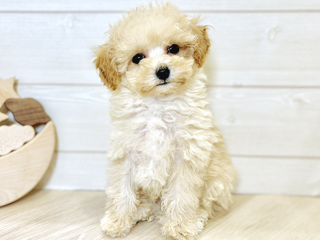 東京都のトイプードル(トイ) (ペッツファースト昭島店/2025年3月11日生まれ/男の子/クリーム)の子犬
