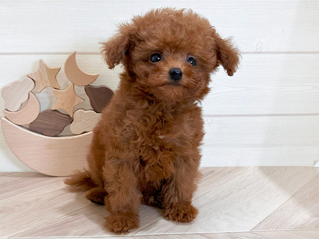 鳥取県のトイプードル(トイ) (ペッツファースト日吉津店/2025年3月6日生まれ/男の子/レッド)の子犬