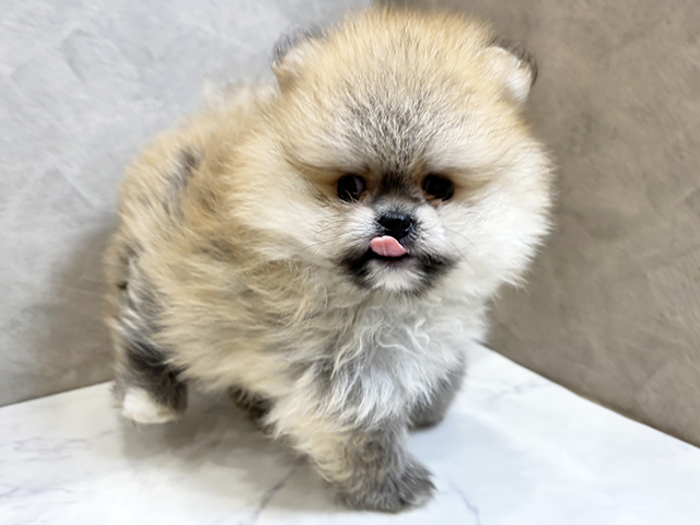 愛知県のポメラニアン (ペッツファースト名古屋栄店/2025年3月11日生まれ/男の子/オレンジセーブル)の子犬の2枚目の画像