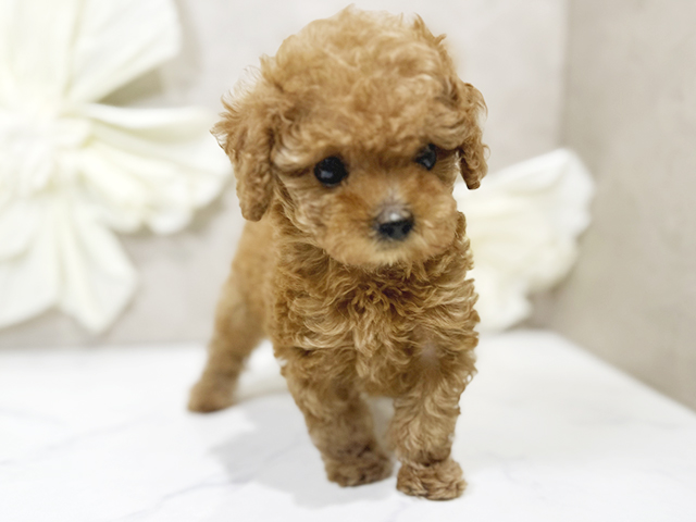東京都のティーカッププードル (ペッツファースト原宿店/2025年3月6日生まれ/男の子/レッド)の子犬