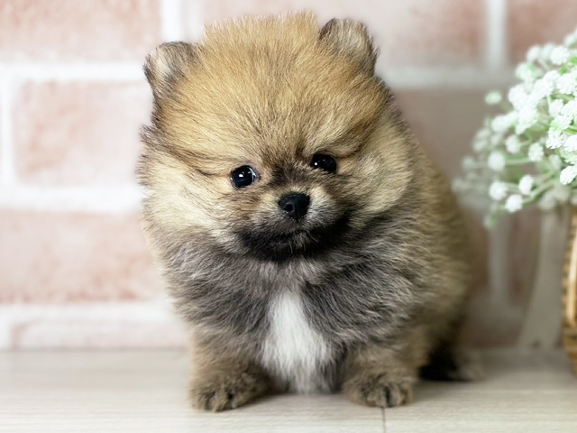 京都府のポメラニアン (ペッツファースト京都店/2025年3月11日生まれ/男の子/オレンジ)の子犬