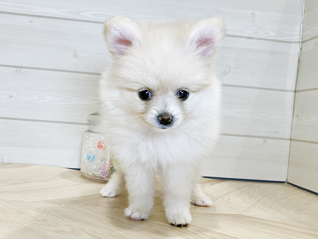 神奈川県のポメラニアン (ペッツファースト川崎店/2025年3月4日生まれ/女の子/クリーム)の子犬