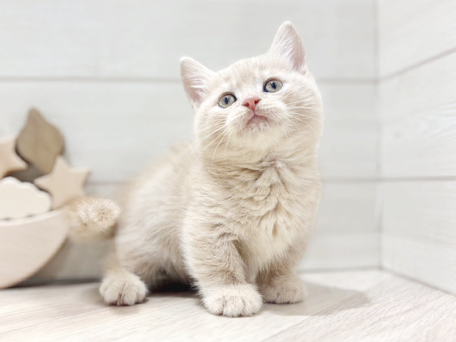大阪府のマンチカン (ペッツファースト梅田店/2025年3月11日生まれ/男の子/クリームタビー)の子猫