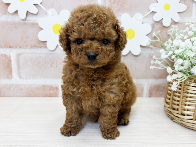 鹿児島県のタイニープードル (ペッツファースト鹿児島店/2025年3月10日生まれ/男の子/レッド)の子犬