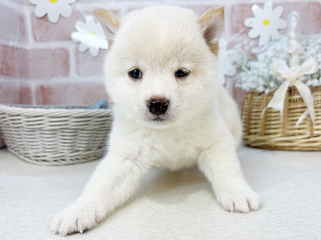 東京都の豆柴 (ペッツファーストお台場店/2025年3月8日生まれ/男の子/白)の子犬