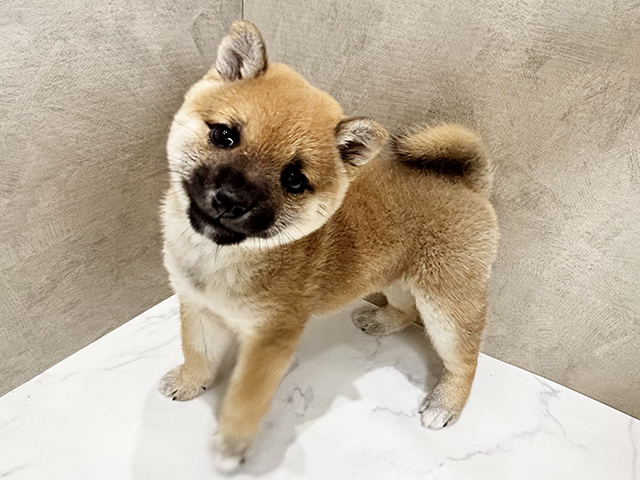 静岡県の豆柴 (ペッツファースト富士宮店/2025年3月12日生まれ/女の子/赤)の子犬