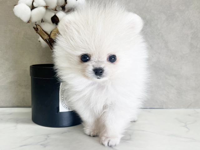 大阪府のポメラニアン (ペッツファースト茶屋町店/2025年3月11日生まれ/男の子/クリーム)の子犬