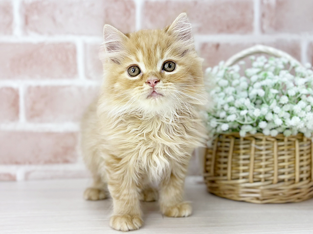京都府のラガマフィン (ペッツファースト京都店/2025年3月3日生まれ/男の子/レッドタビー)の子猫