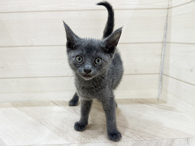福岡県のロシアンブルー (ペッツファーストfor cats福岡天神店/2025年3月12日生まれ/男の子/ブルー)の子猫