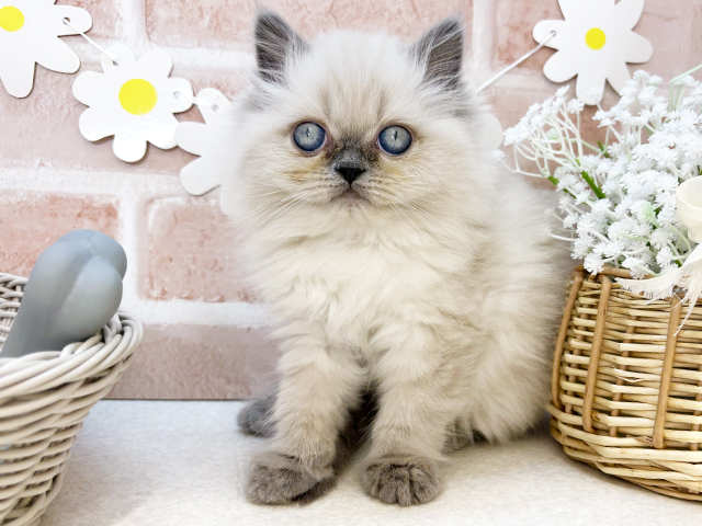 東京都のヒマラヤン (ペッツファーストお台場店/2025年3月10日生まれ/男の子/ブルーポイント)の子猫