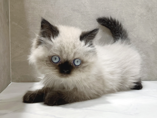 秋田県のヒマラヤン (ペッツファースト秋田店/2025年3月10日生まれ/男の子/シールポイント)の子猫の2枚目の画像