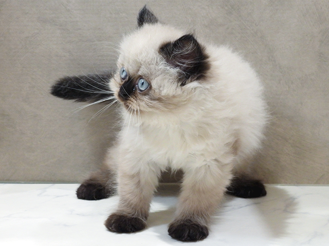 秋田県のヒマラヤン (ペッツファースト秋田店/2025年3月10日生まれ/男の子/シールポイント)の子猫の3枚目の画像