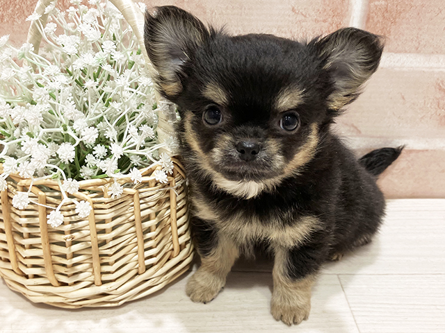 東京都のチワワ(ロング) (ペッツファースト町田店/2025年3月12日生まれ/男の子/ブラックタン)の子犬
