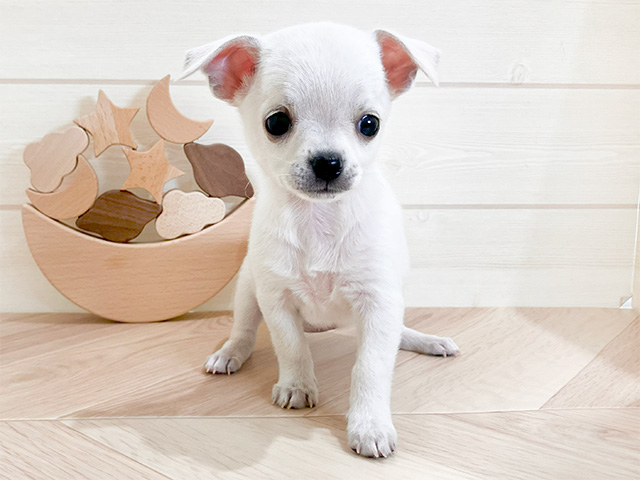 鳥取県のチワワ(スムース) (ペッツファースト日吉津店/2025年3月12日生まれ/女の子/クリーム)の子犬
