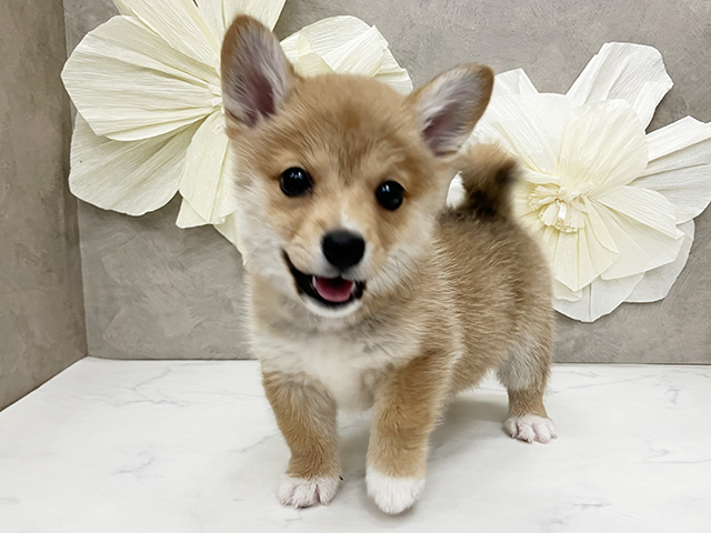 神奈川県のハーフ犬・ミックス犬 (ペッツファースト久里浜店/2025年2月17日生まれ/男の子/赤)の子犬