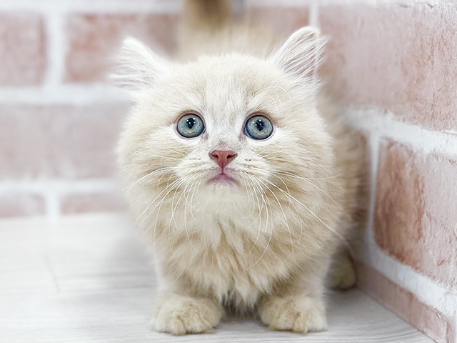 東京都のサイベリアン (ペッツファースト池袋店/2025年3月12日生まれ/男の子/クリームタビー)の子猫