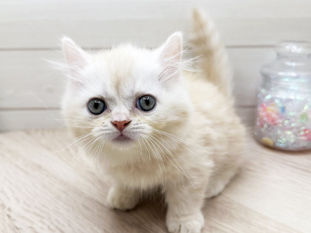 東京都のマンチカン (ペッツファースト渋谷店/2025年3月13日生まれ/男の子/カメオタビー)の子猫