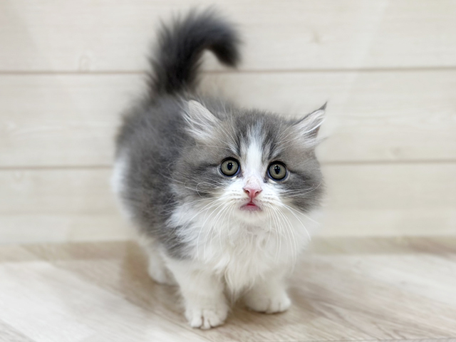 福岡県のマンチカン (ペッツファーストfor cats福岡天神店/2025年3月13日生まれ/男の子/ブルータビーホワイト)の子猫