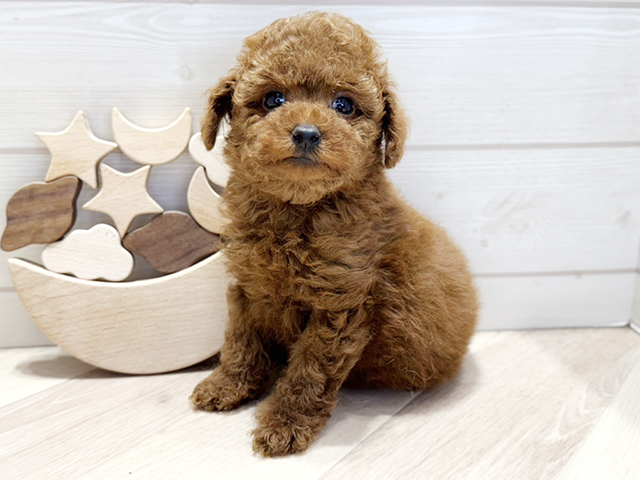 群馬県のタイニープードル (ペッツファースト高崎店/2025年3月12日生まれ/男の子/レッド)の子犬