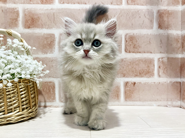 神奈川県のペルシャ (ペッツファーストfor cats横浜元町店/2025年3月6日生まれ/男の子/ブルーチンチラゴールデン)の子猫
