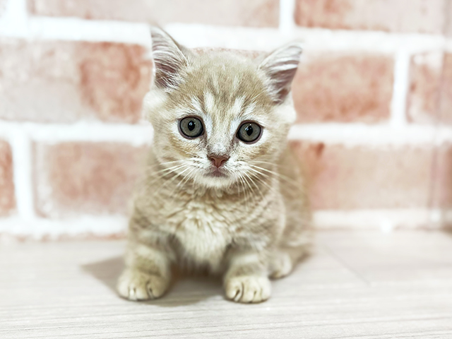 神奈川県のミヌエット (ペッツファーストfor cats横浜元町店/2025年3月12日生まれ/男の子/クリームタビー)の子猫
