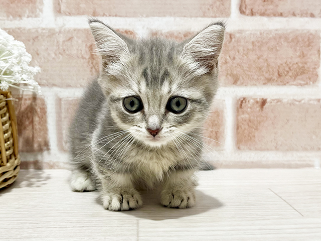 神奈川県のミヌエット (ペッツファーストfor cats横浜元町店/2025年3月12日生まれ/男の子/ブルータビー)の子猫
