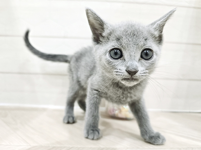東京都のロシアンブルー (ペッツファースト吉祥寺サンロード店/2025年3月14日生まれ/女の子/ブルー)の子猫