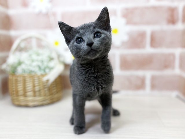 埼玉県のロシアンブルー (ペッツファースト入間店/2025年3月14日生まれ/女の子/ブルー)の子猫