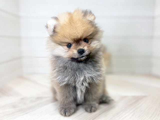 大阪府のポメラニアン (ペッツファースト梅田店/2025年3月15日生まれ/男の子/オレンジ)の子犬