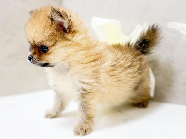 ペリ犬 8BD13A32-7688-4E64-9126-