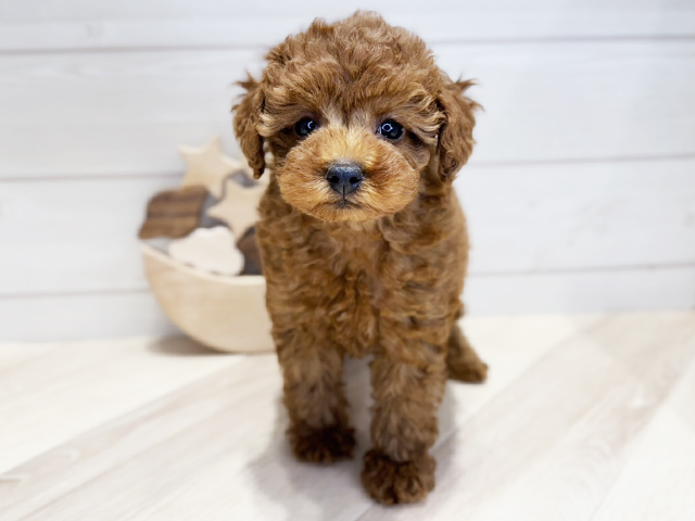 群馬県のタイニープードル (ペッツファースト高崎店/2025年3月14日生まれ/女の子/レッド)の子犬