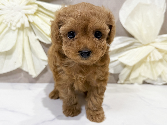 東京都のティーカッププードル (ペッツファースト原宿店/2025年3月17日生まれ/男の子/レッド)の子犬
