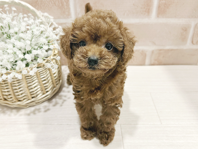 東京都のティーカッププードル (ペッツファースト町田店/2025年3月17日生まれ/男の子/レッド)の子犬