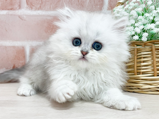 東京都のペルシャ (ペッツファースト池袋店/2025年3月16日生まれ/女の子/チンチラシルバー)の子猫