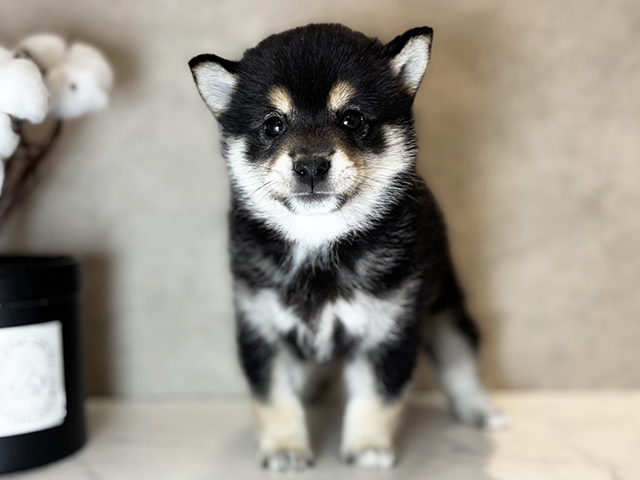 福岡県の豆柴 (ペッツファースト福津店/2025年3月15日生まれ/男の子/黒)の子犬