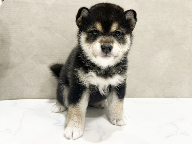 東京都の豆柴 (ペッツファースト中野店/2025年3月15日生まれ/女の子/黒)の子犬