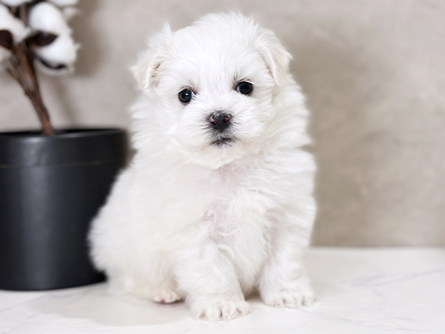 東京都のマルチーズ (ペッツファースト武蔵小山店/2025年3月17日生まれ/男の子/ホワイト)の子犬
