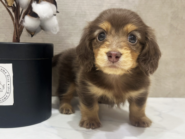 大阪府のカニンヘンダックスフンド(ロング) (ペッツファースト茶屋町店/2025年3月17日生まれ/男の子/チョコレートタン)の子犬