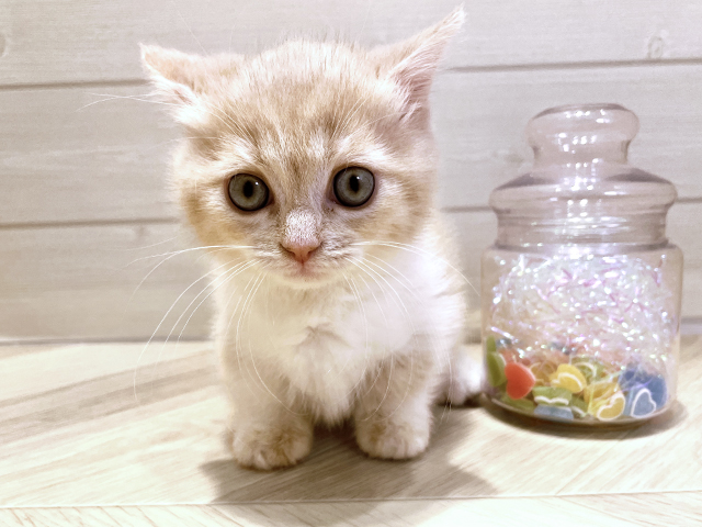 大阪府のマンチカン (ペッツファーストららぽーと門真店/2025年3月17日生まれ/男の子/クリームタビーホワイト)の子猫