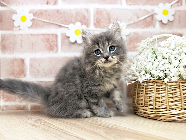 東京都のサイベリアン (ペッツファーストfor cats武蔵小山店/2025年3月17日生まれ/男の子/ブルータビー)の子猫