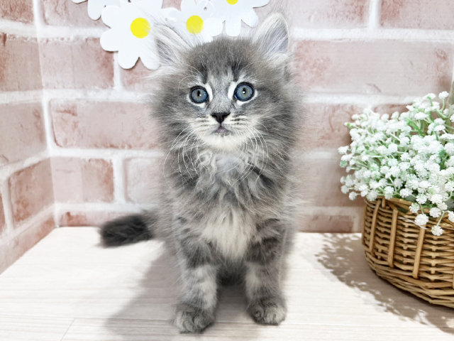 岡山県のサイベリアン (ペッツファースト倉敷店/2025年3月17日生まれ/男の子/ブルータビー)の子猫