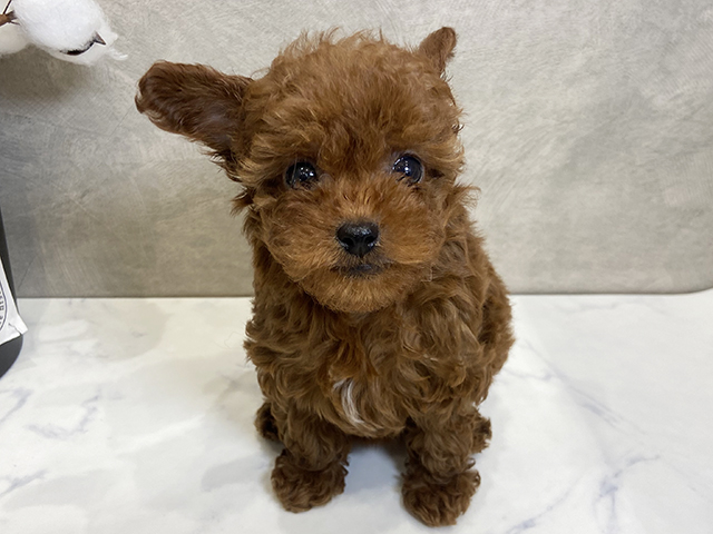 愛知県のタイニープードル (ペッツファースト名古屋栄店/2025年3月17日生まれ/女の子/レッド)の子犬